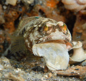 ..Oh, hello . . . would you like a shell? by Suzan Meldonian 